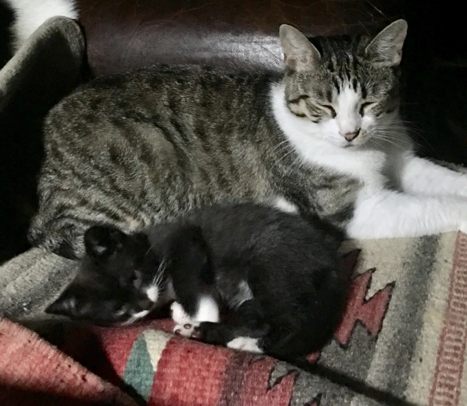 Lost cat in Bryan, TX, 77802