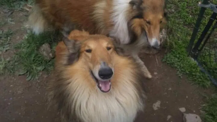Lost dog in Cairo, NY, 12413