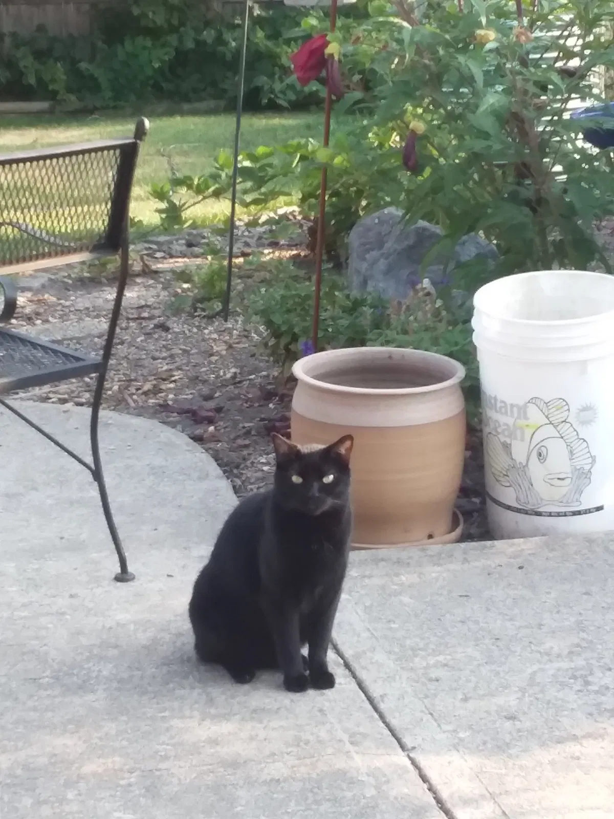 Lost cat in Plainfield, IL, 60544