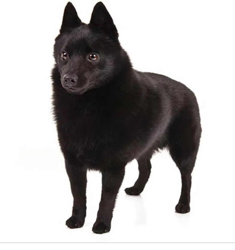 Lost dog in Oakdale, CA, 95361