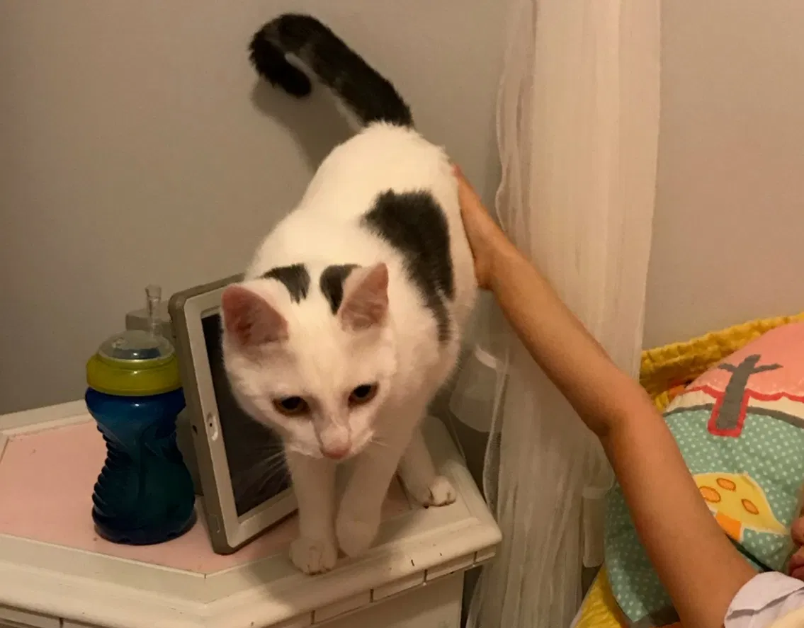 Lost cat in Denver, CO, 80234