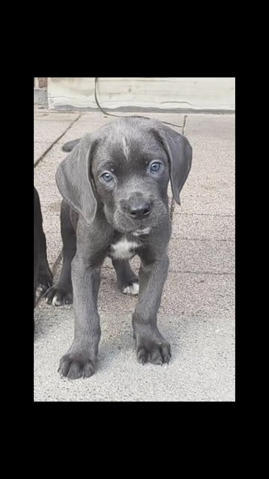 Lost dog in West Chester, OH, 45069