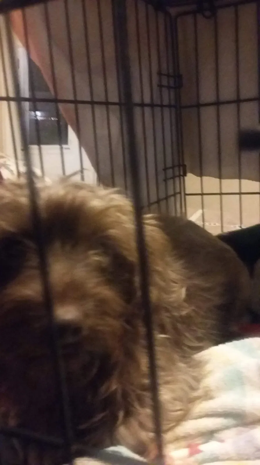 Lost dog in Cleveland, TN, 37311
