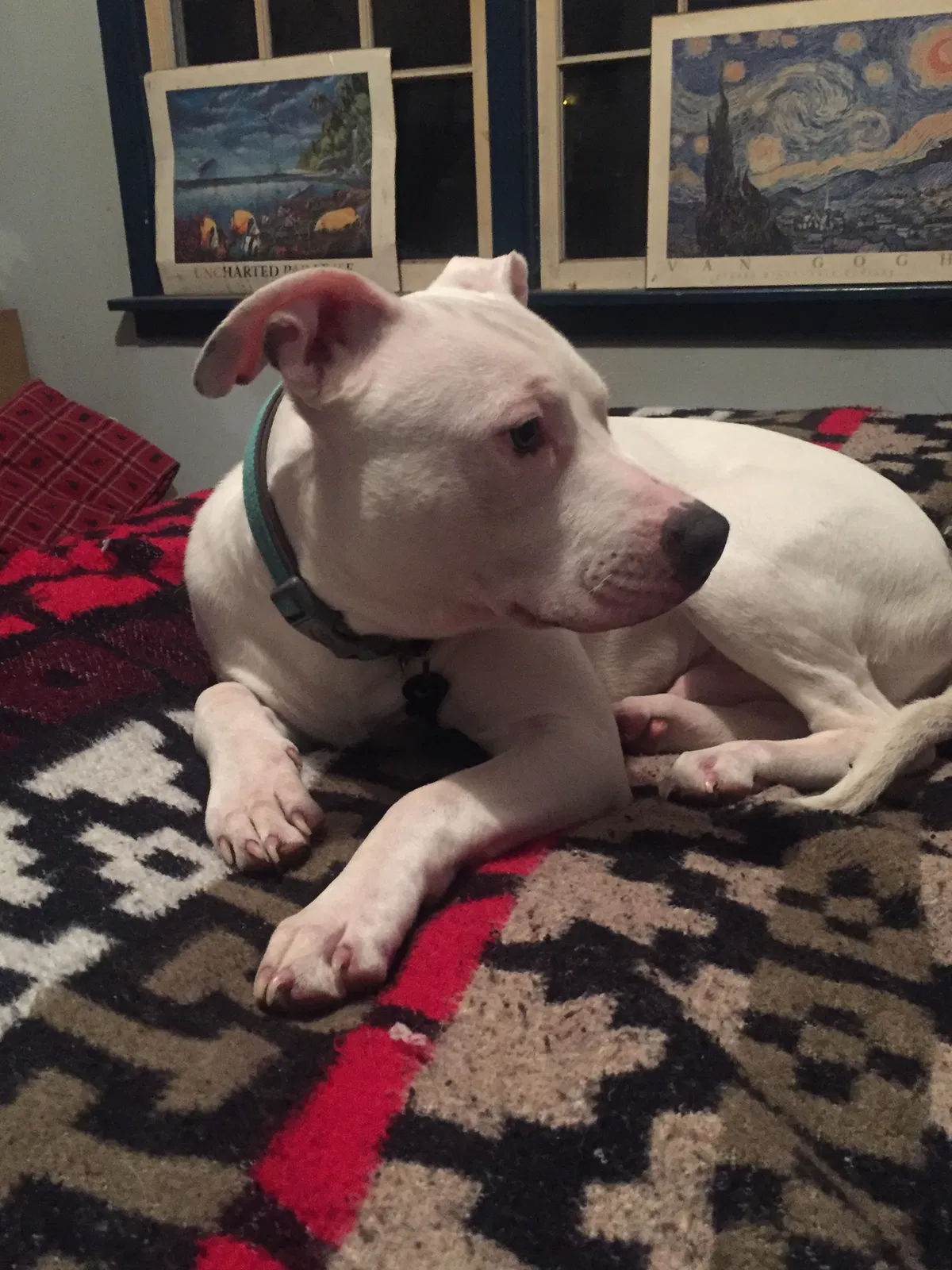 Lost dog in Cokato, MN, 55321