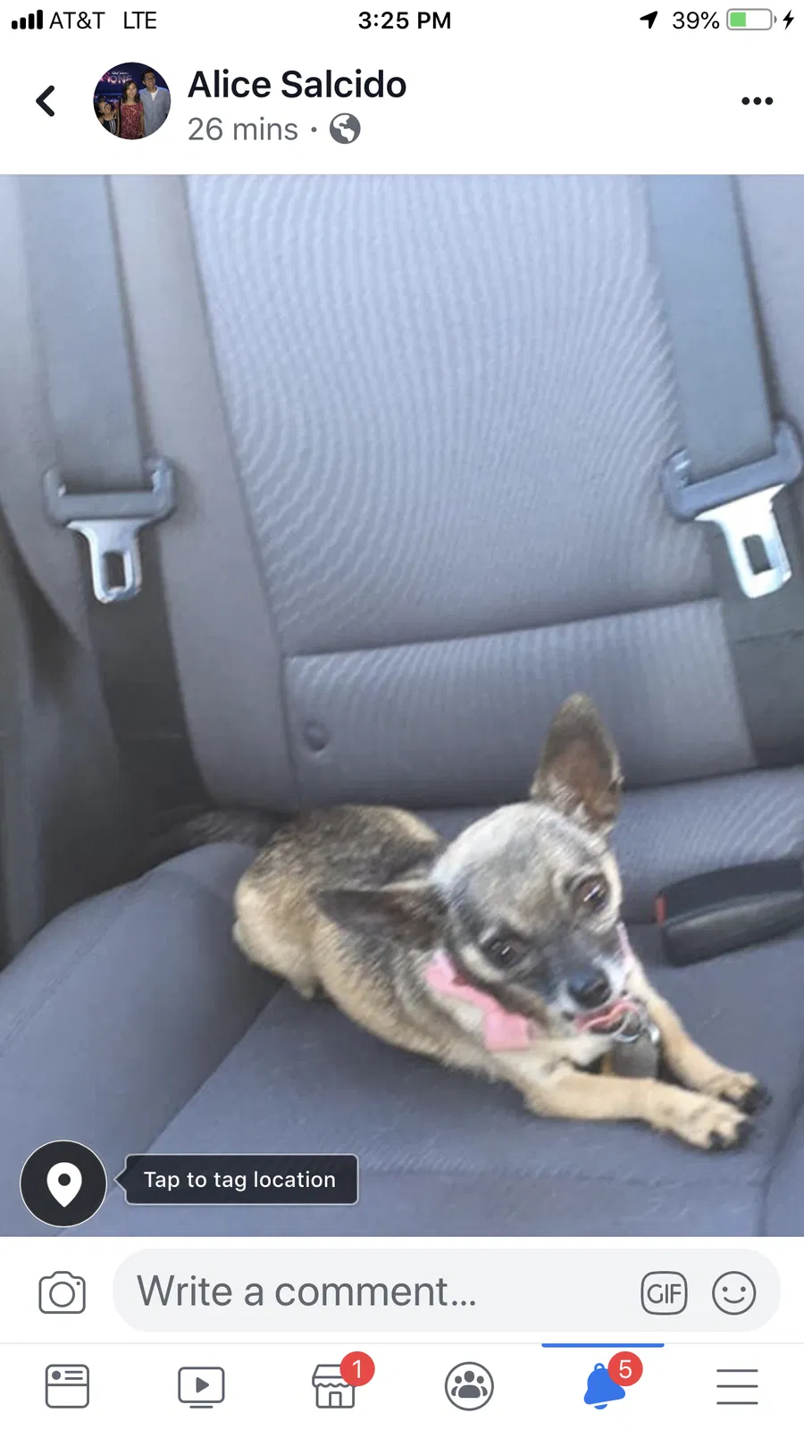 Lost dog in Clovis, CA, 93612