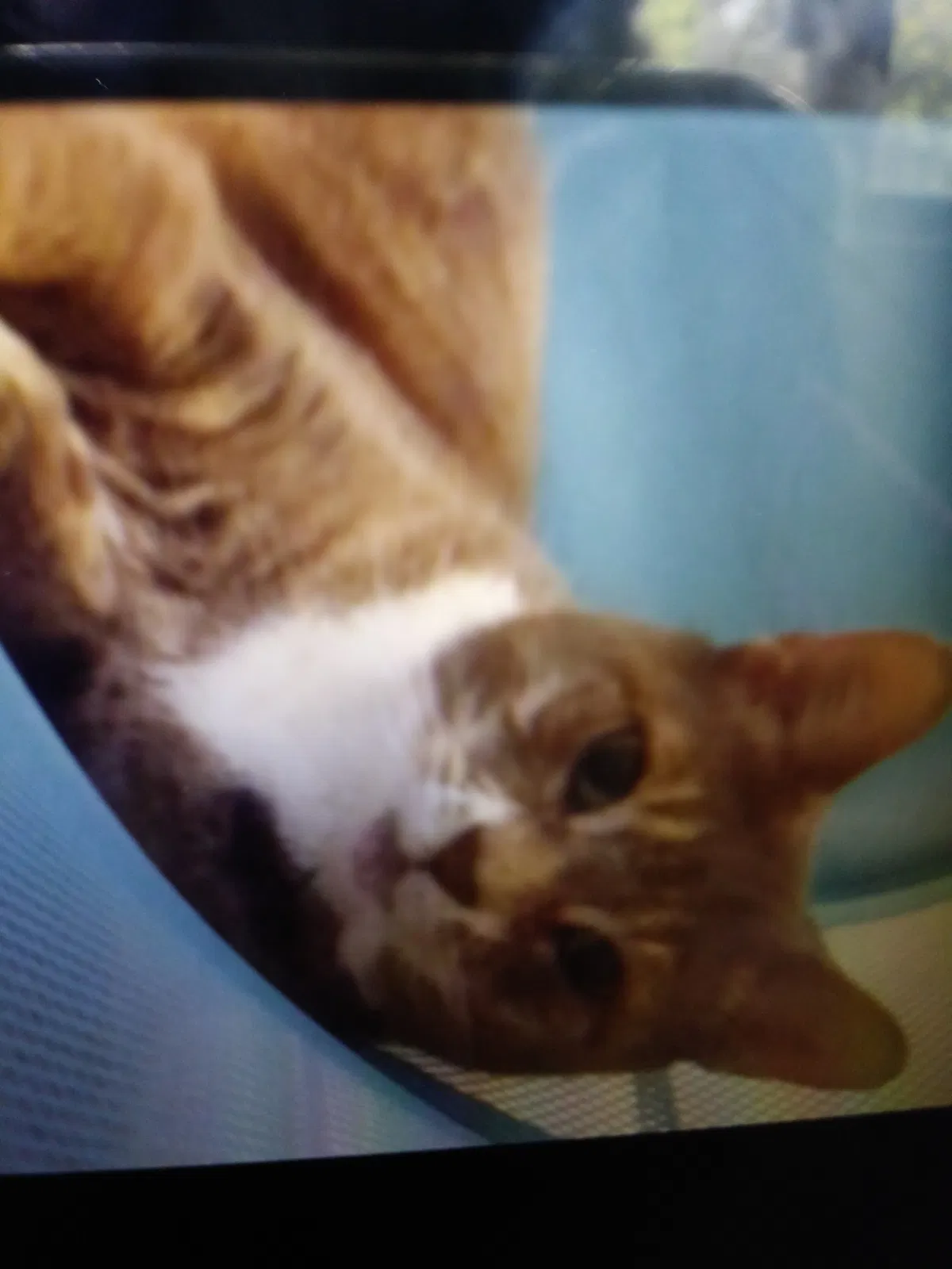 Lost cat in Fort Pierce, FL, 34951