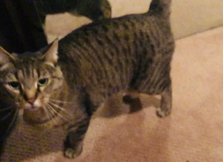 Lost cat in Parker, CO, 80138