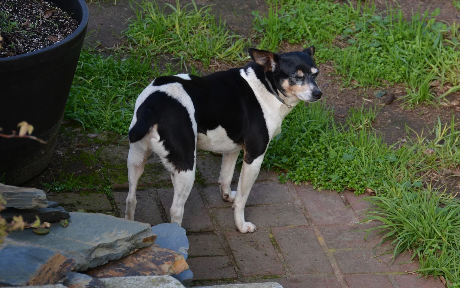 Lost dog in Watsonville, CA, 95076