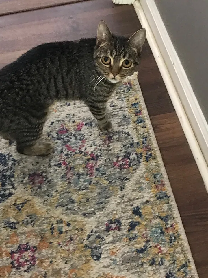 Lost cat in Kernersville, NC, 27284