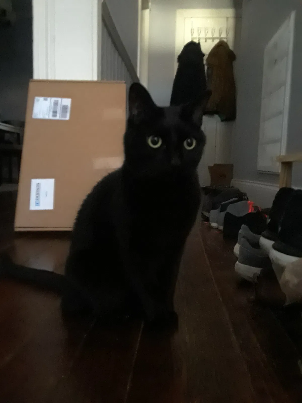 Lost cat in Richmond, VA, 23223