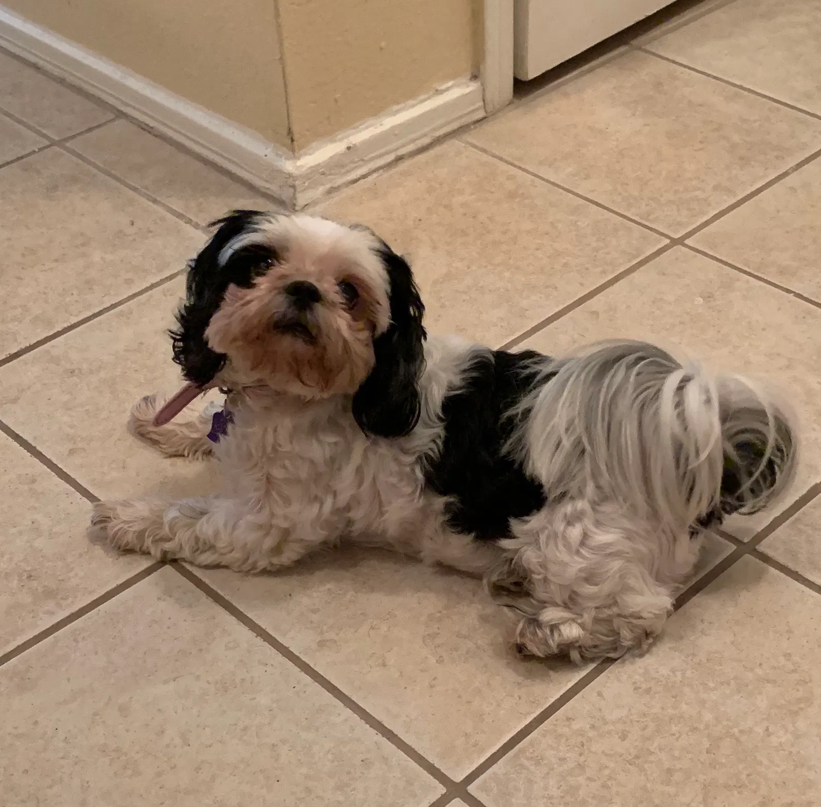 Lost dog in Jacksonville, FL, 32210