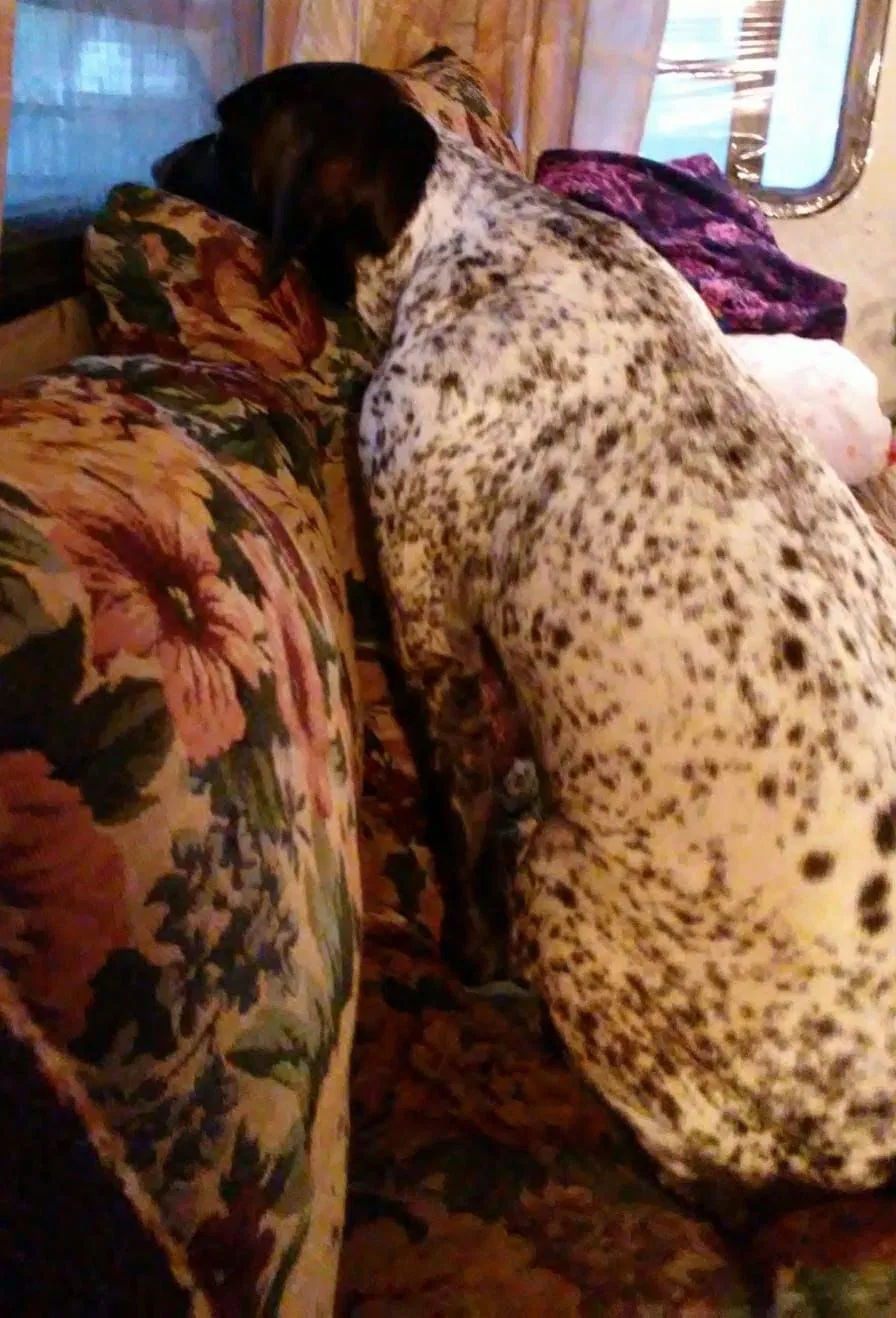 Lost dog in Chehalis, WA, 98532