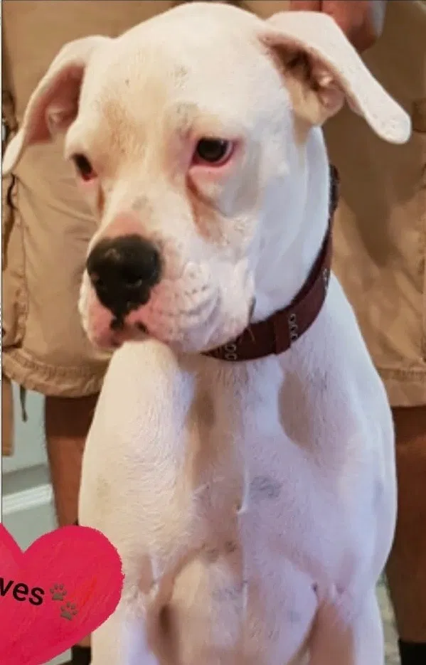 Lost dog in Phoenix, AZ, 85040