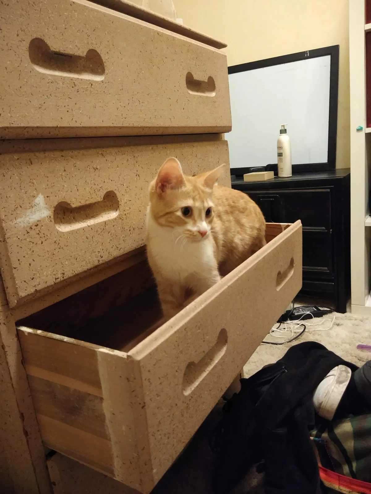 Lost cat in Minneapolis, MN, 55418