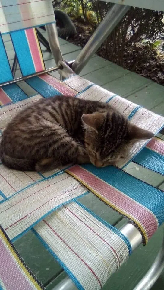 Lost cat in Belton, SC, 29627