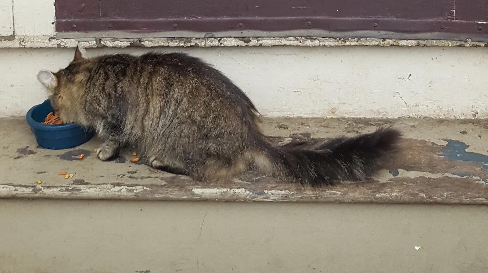 Lost cat in Elgin, IL, 60120