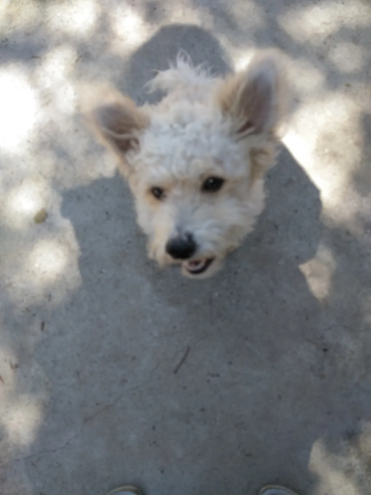 Lost dog in Merced, CA, 95340
