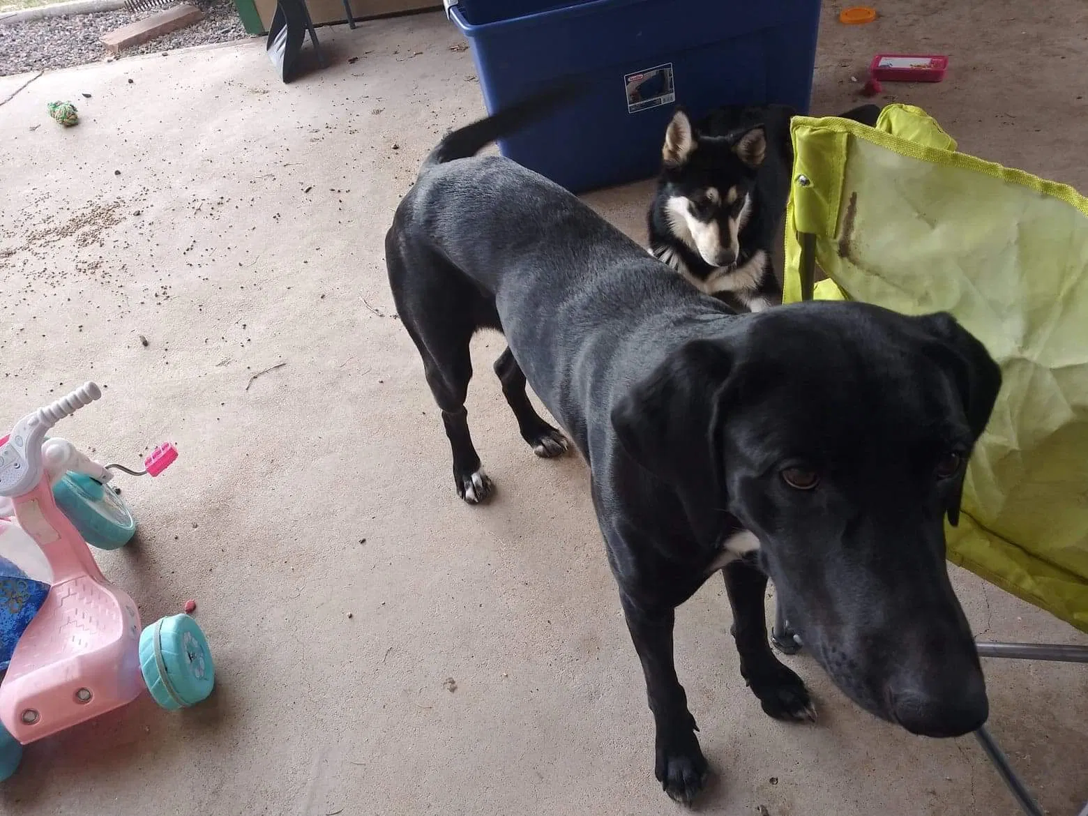 Lost dog in Fargo, ND, 58102