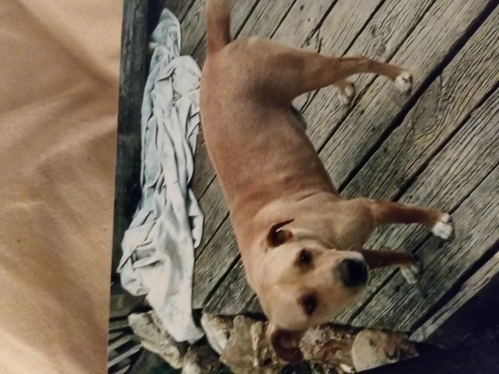 Lost dog in Corpus Christi, TX, 78415