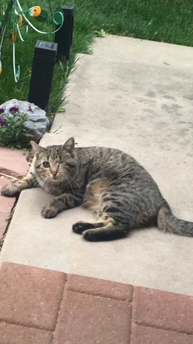 Lost cat in Littleton, CO, 80122