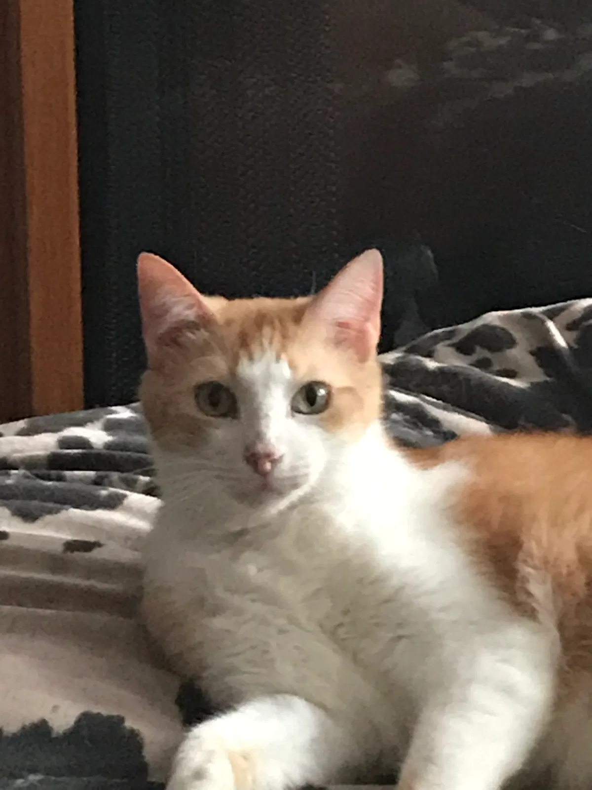 Lost cat in Chicago, IL, 60634