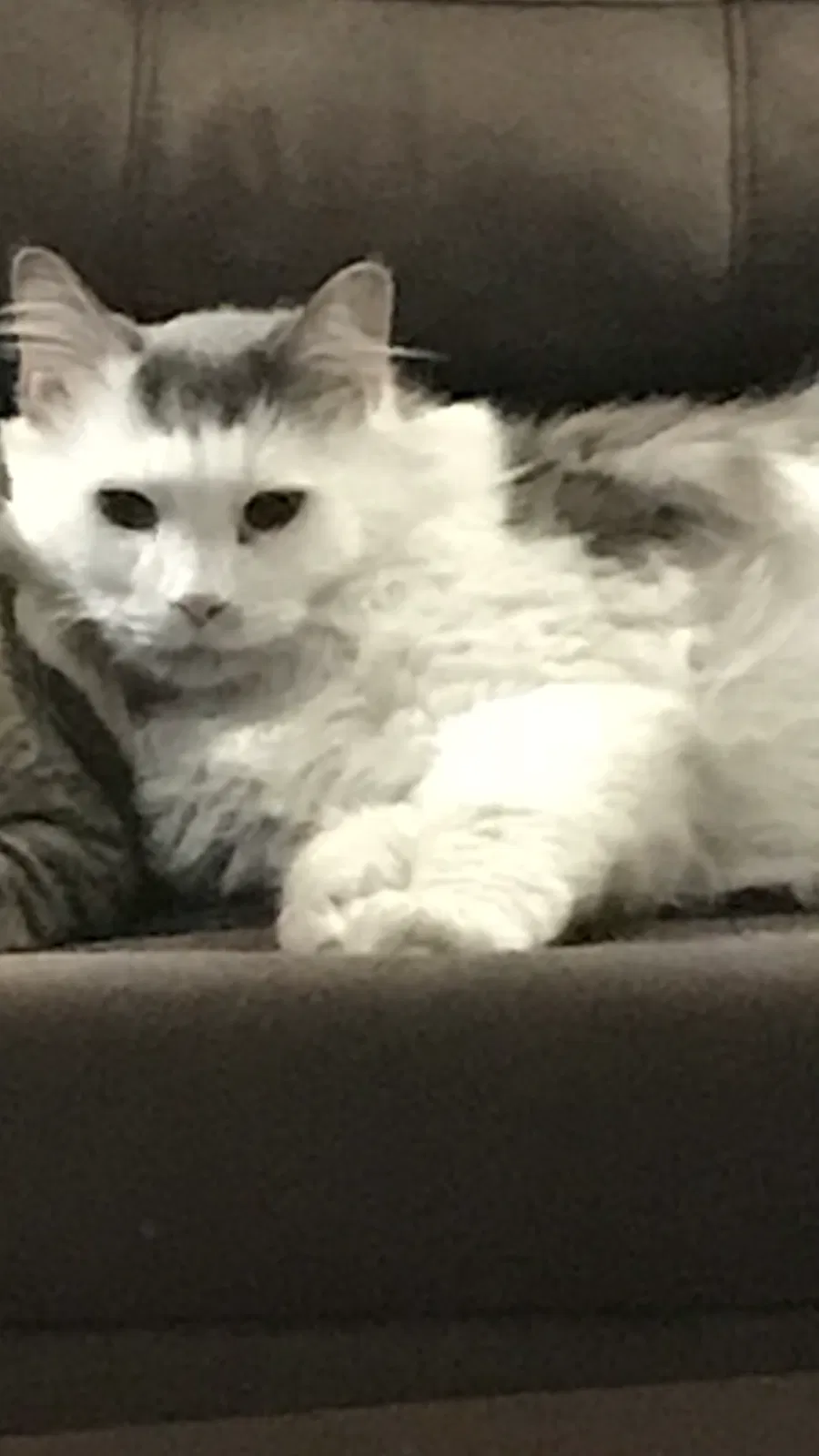 Lost cat in Pottsville, PA, 17901