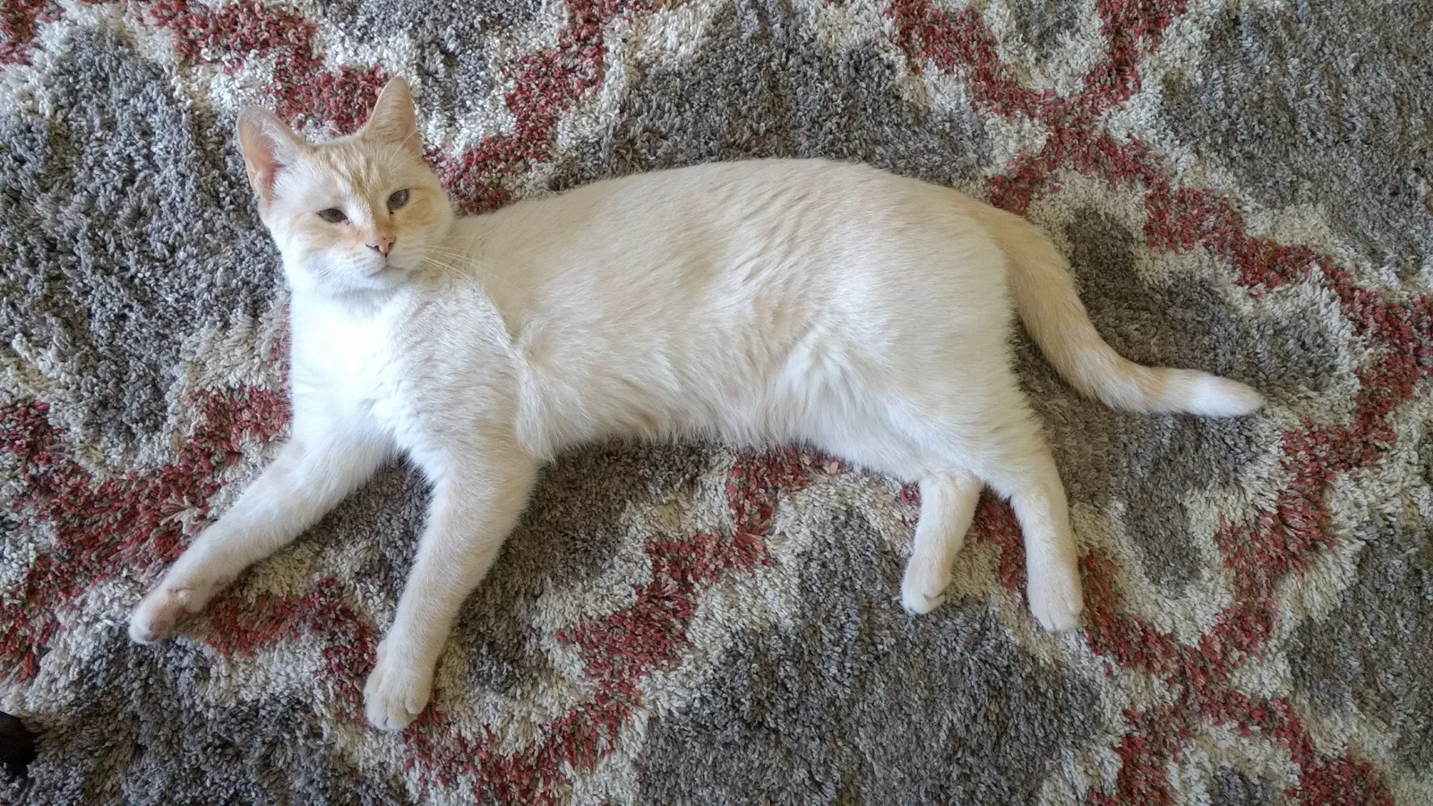 Lost cat in Corpus Christi, TX, 78418