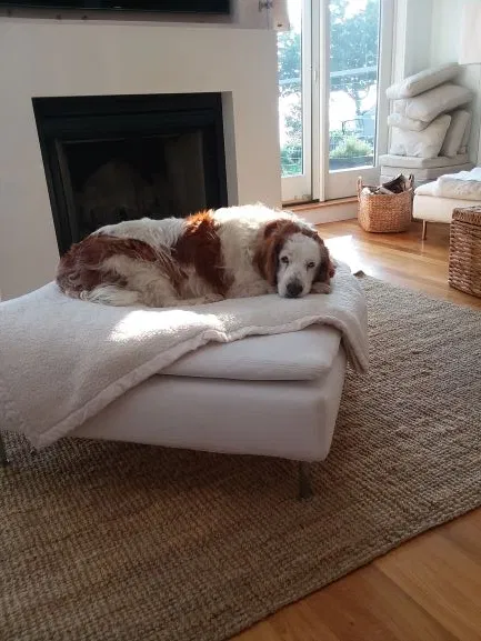 Lost dog in North Conway, NH, 3860