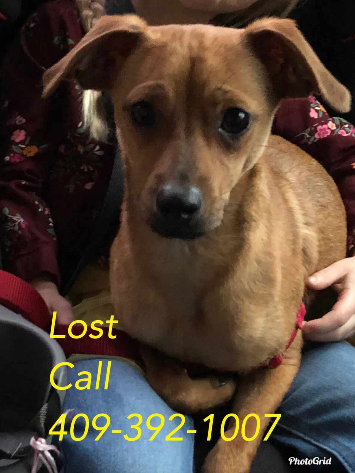 Lost dog in Kempner, TX, 76539