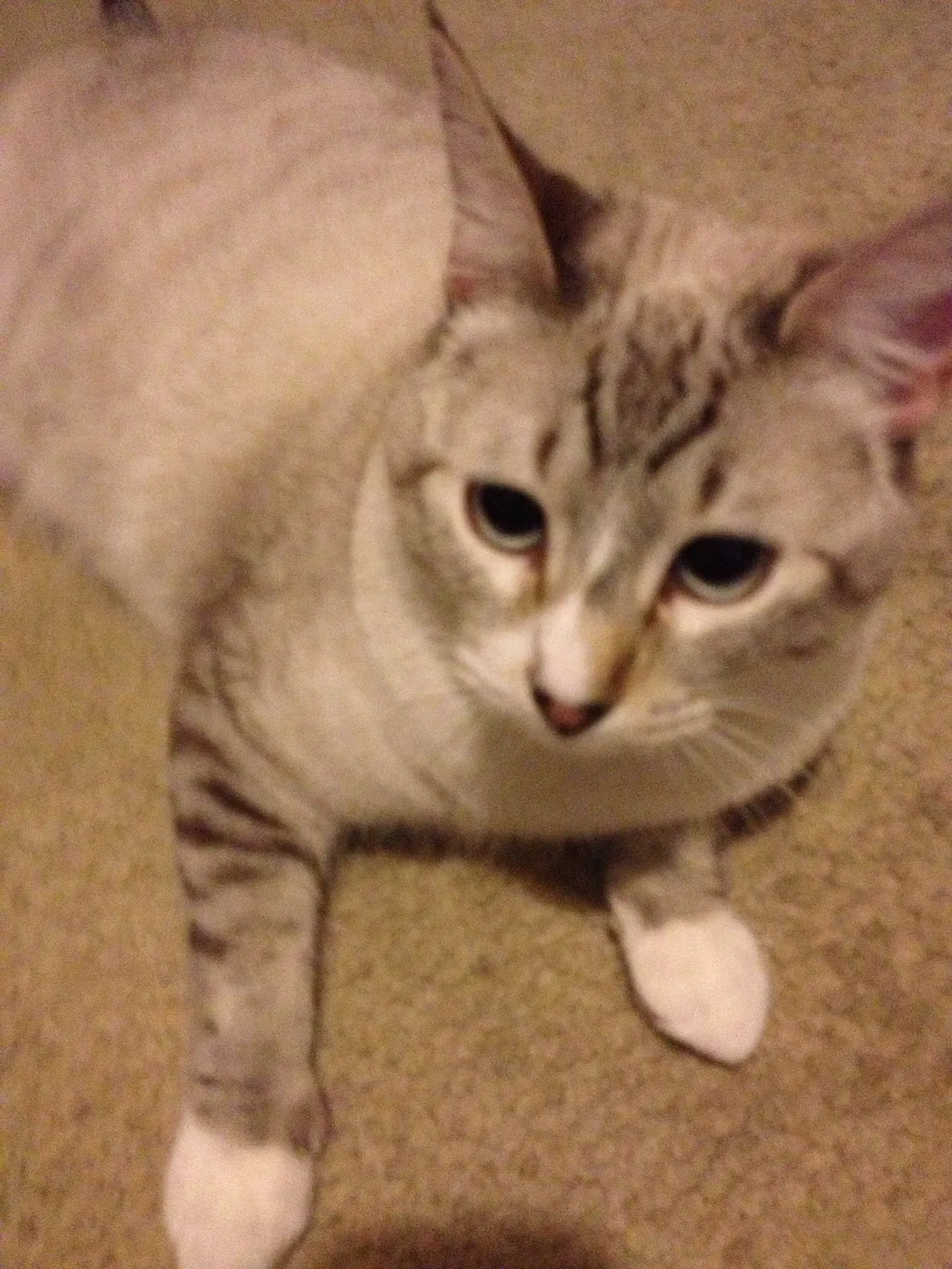 Lost cat in Santa Clara, CA, 95051
