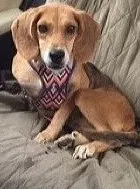 Lost dog in Jamestown, NC, 27282