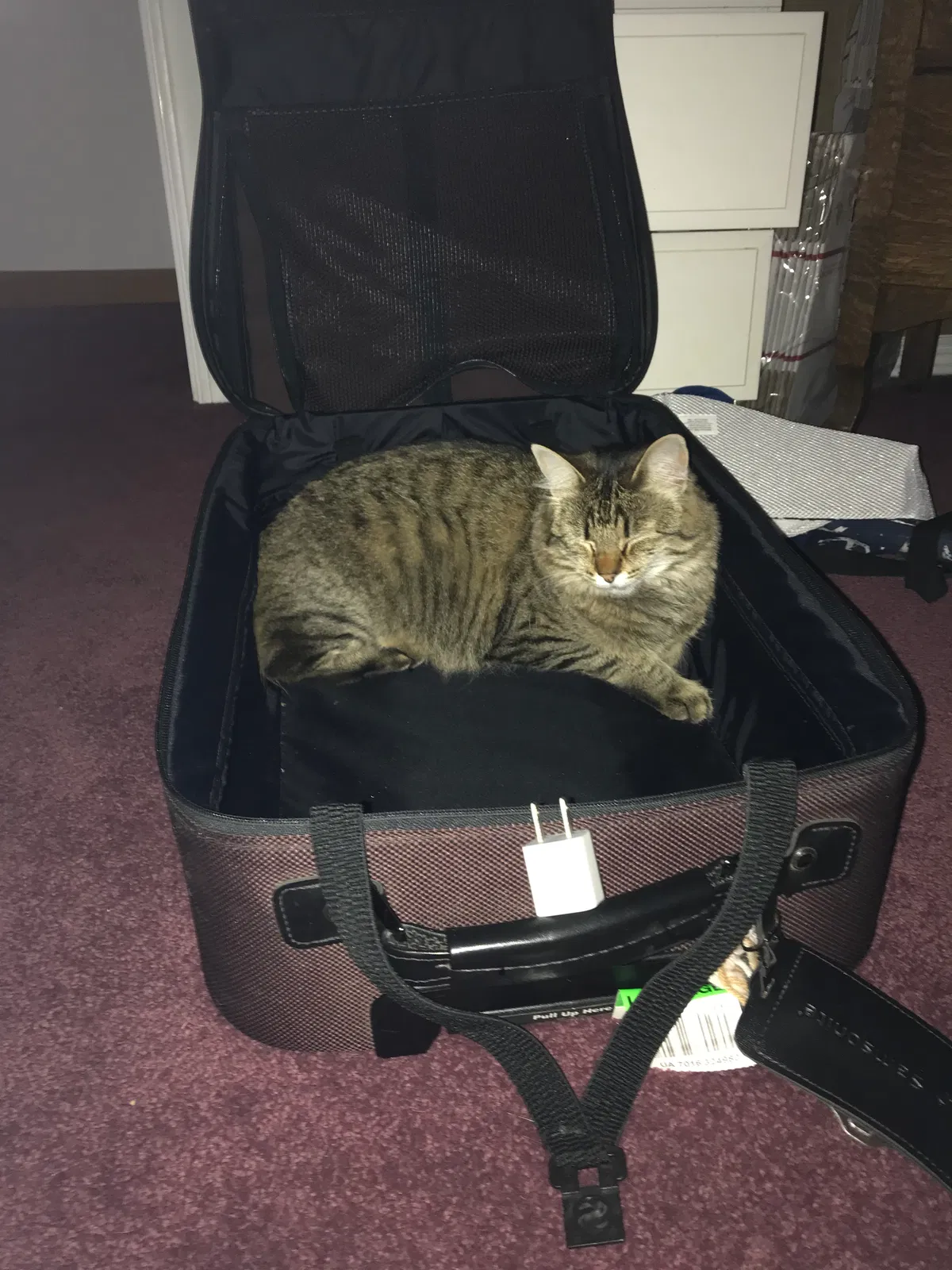 Lost cat in Magnolia, TX, 77355