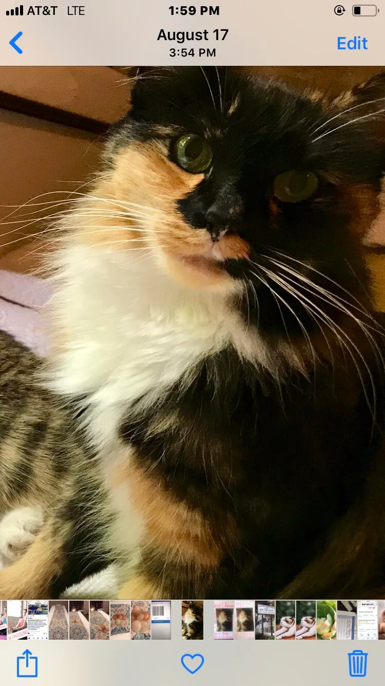 Lost cat in Pasadena, CA, 91107