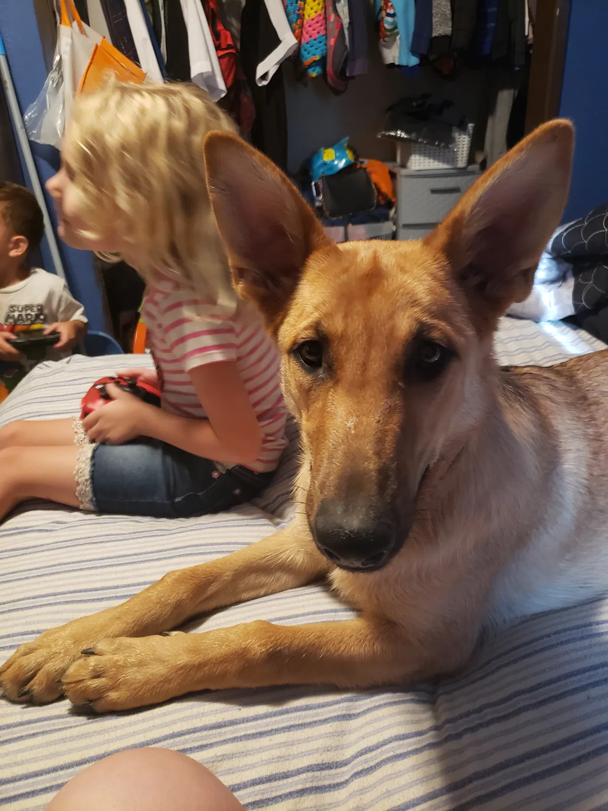 Found dog in Bakersfield, CA, 93307