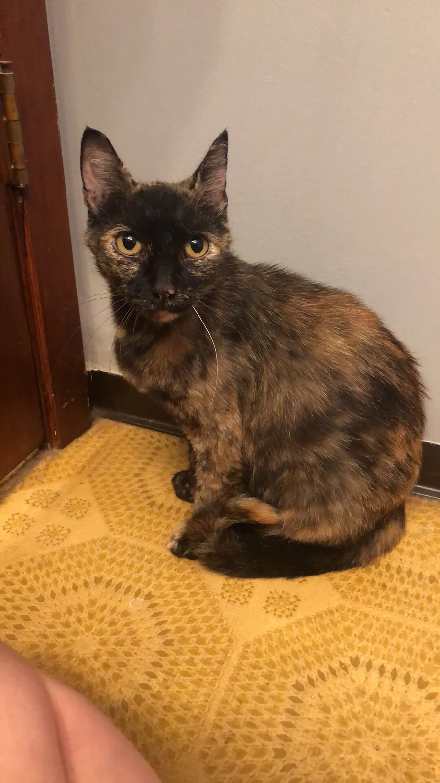 Lost cat in South Elgin, IL, 60177