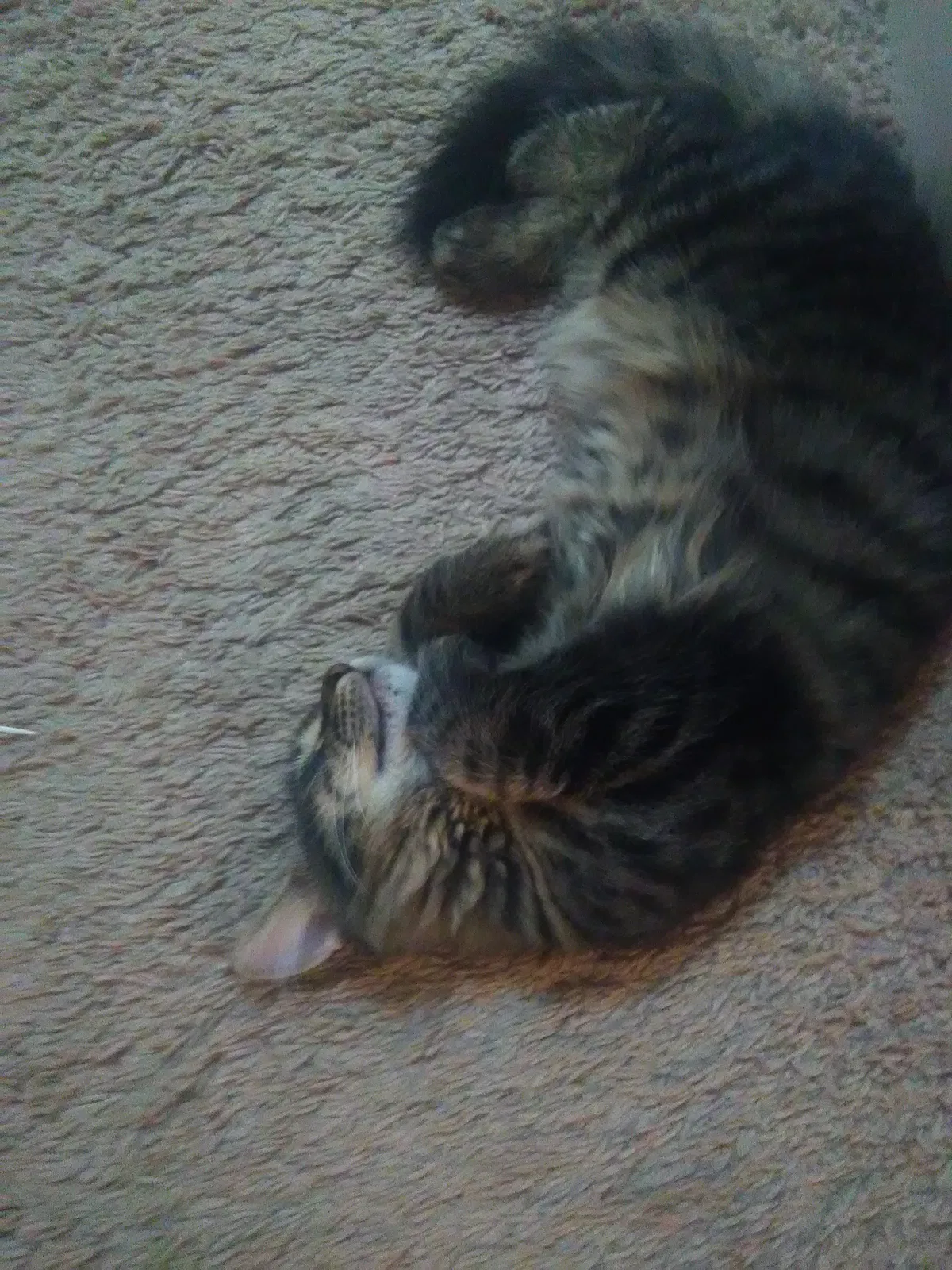 Lost cat in Cantonment, FL, 32533