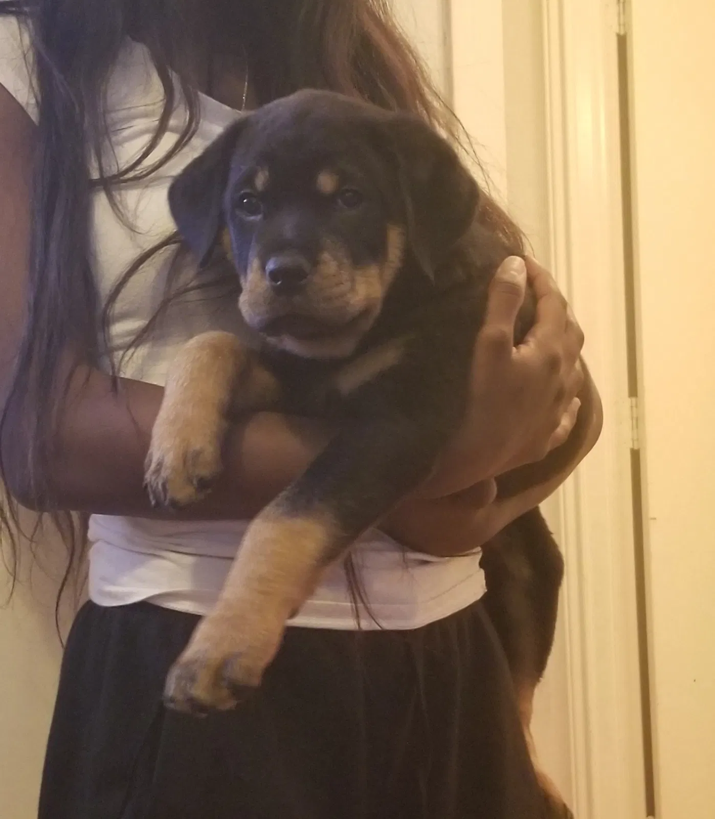 Lost dog in Lancaster, TX, 75134