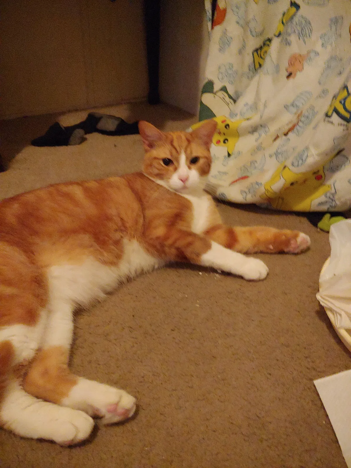 Lost cat in Fort Lauderdale, FL, 33314