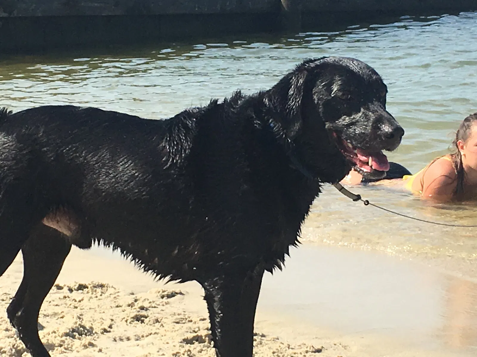 Lost dog in Damascus, MD, 20872