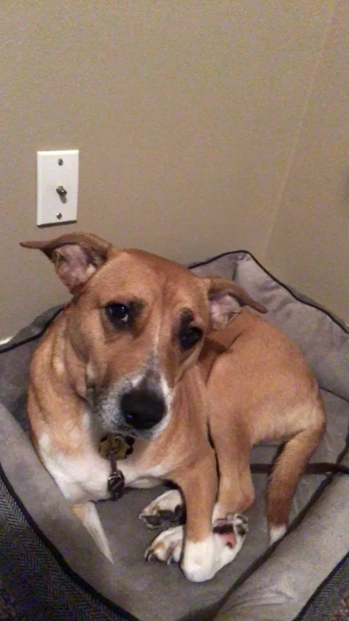 Lost dog in Irmo, SC, 29063