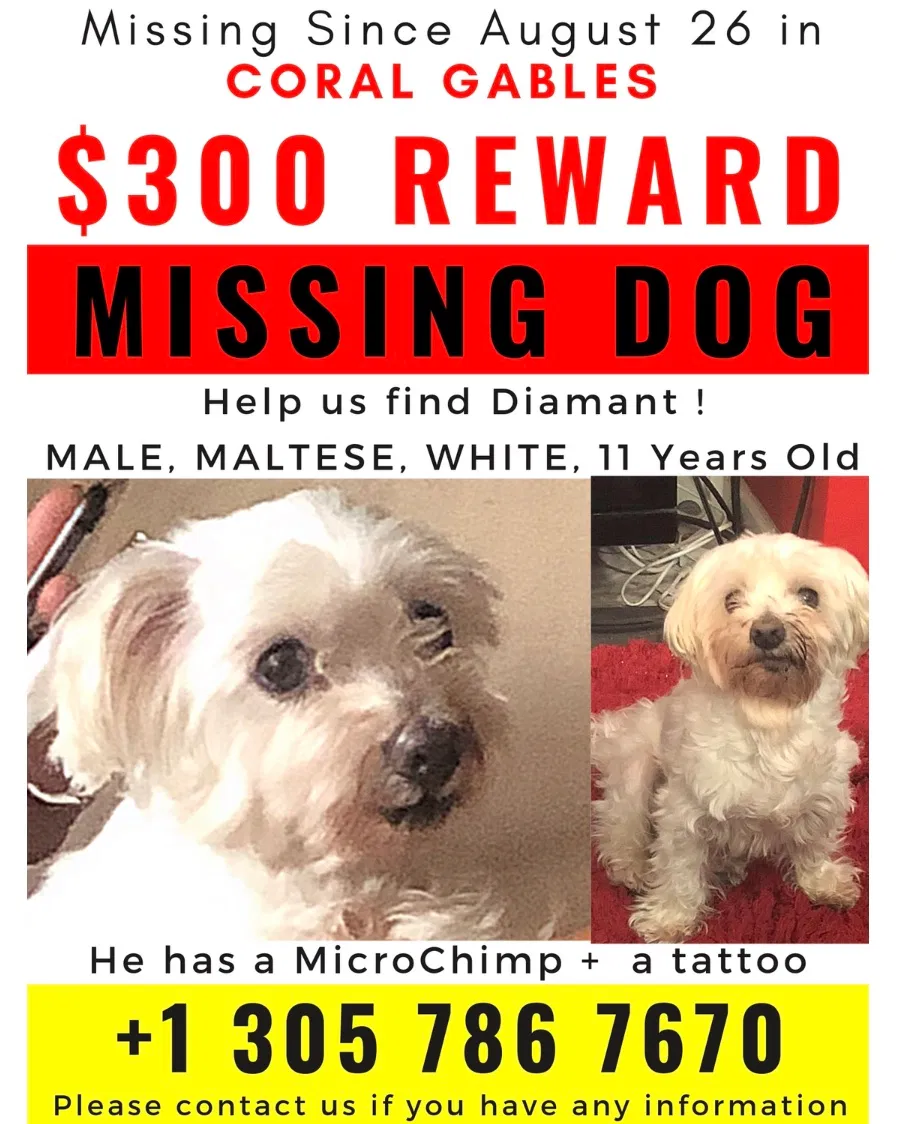 Lost dog in Miami, FL, 33134