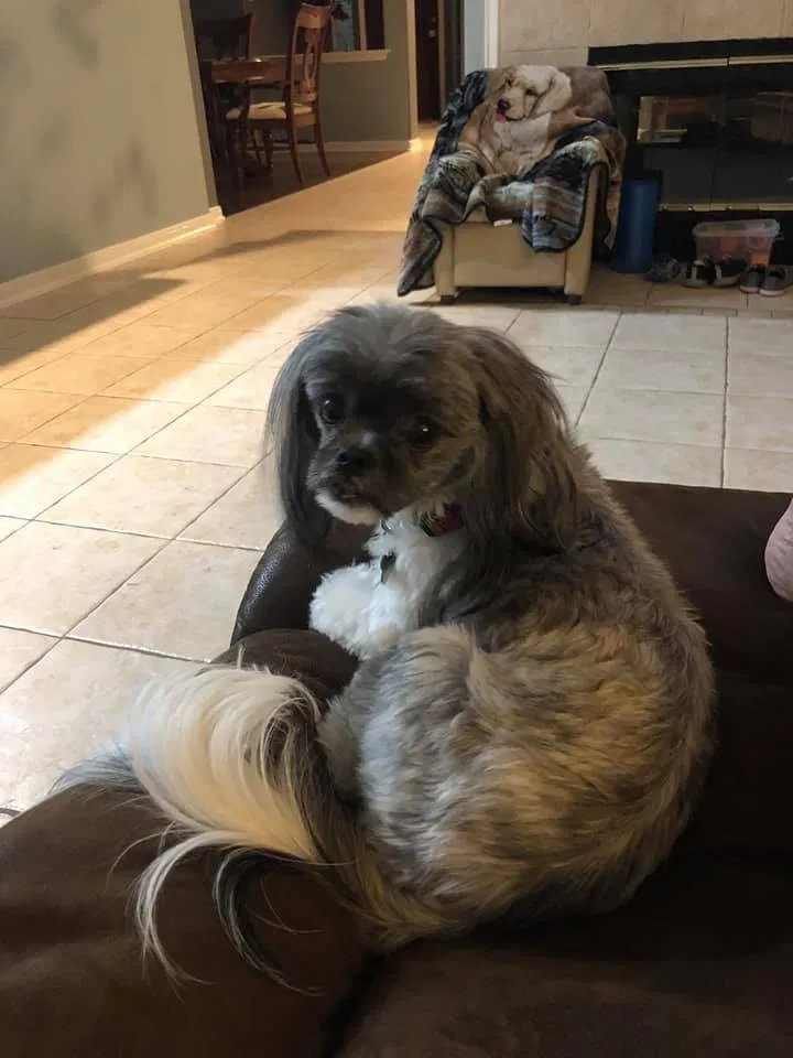 Lost dog in Spring, TX, 77379