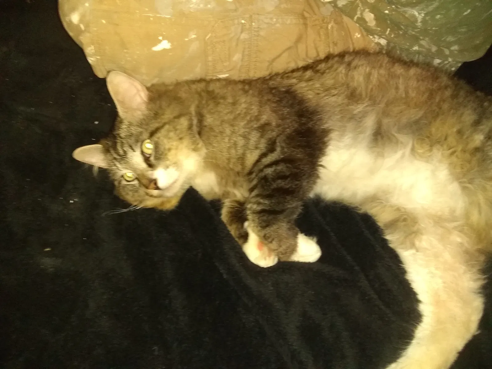 Lost cat in Olympia, WA, 98513