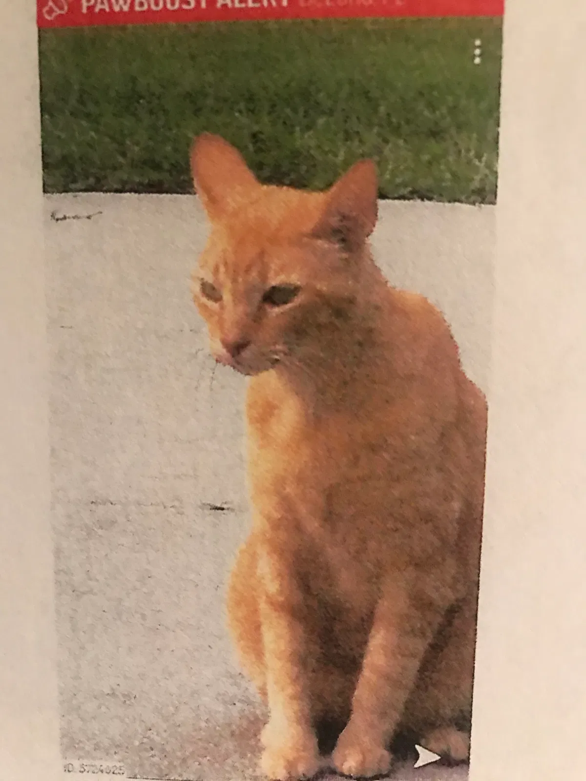 Lost cat in Deland, FL, 32720