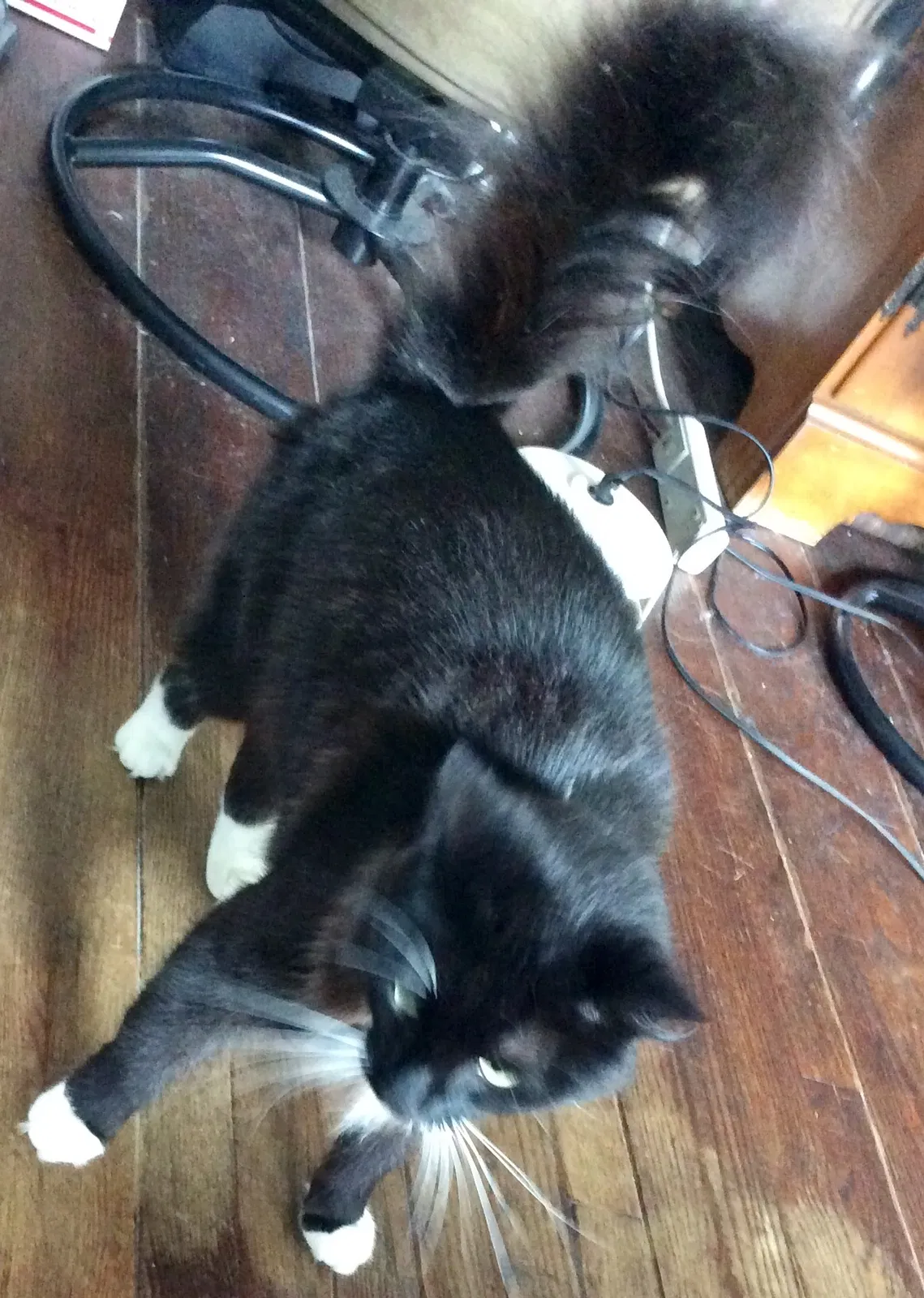Lost cat in Chula Vista, CA, 91915