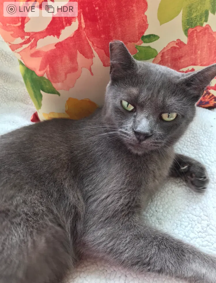 Lost cat in Bay Saint Louis, MS, 39520