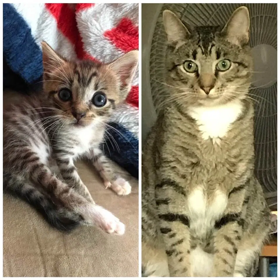 Lost cat in Butler, TN, 37640