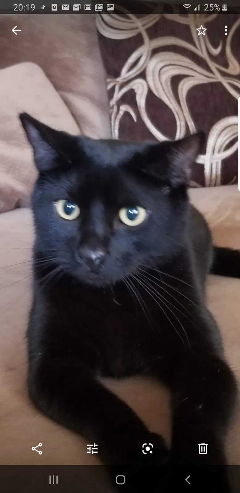 Lost cat in El Cajon, CA, 92020