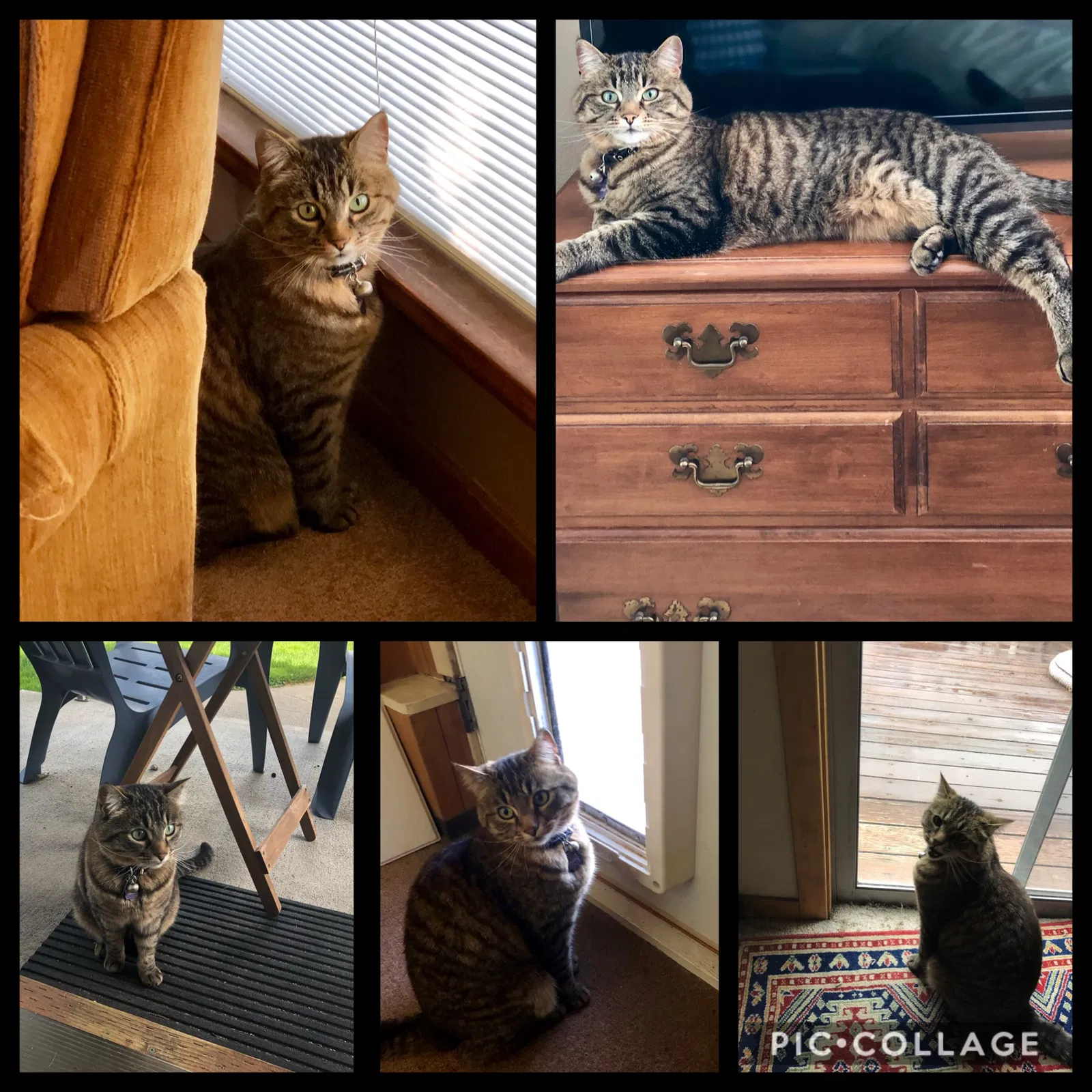Lost cat in Spokane, WA, 99205