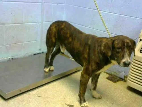 Lost dog in Atlanta, GA, 30337